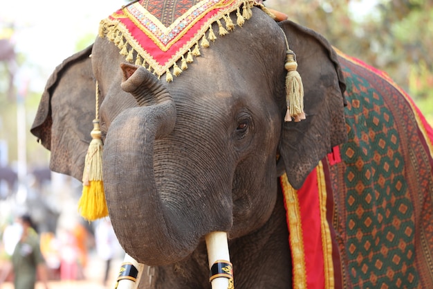 Photo portrait of elephant and mahout in the forest.