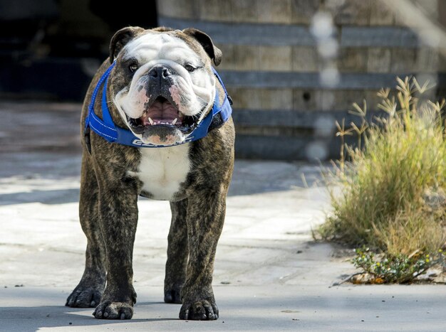 Foto ritratto di un bulldog inglese in piedi sul campo