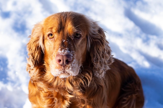 雪の背景にイングリッシュコッカースパニエルジンジャー犬の肖像プレミアム写真