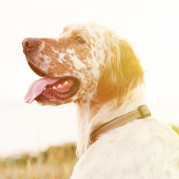 Portrait of english setter