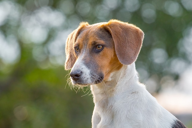 Portrait of an Estonian hound breeder dog