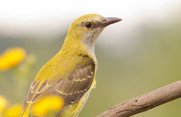 Portrait of a Eurasian Golden Oriole with yellow flowers