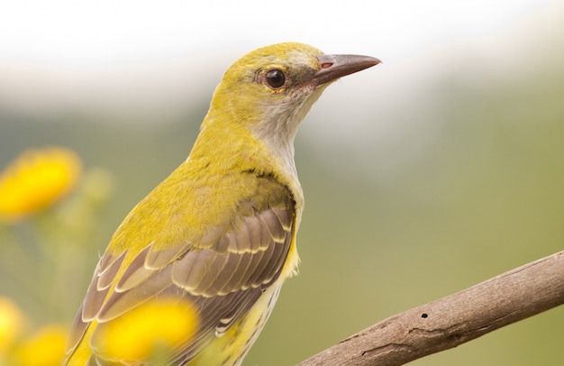 Foto ritratto di un oriole dorato eurasiatico con fiori gialli