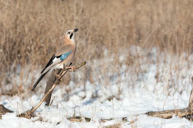 Portrait of a Eurasian jay in a snow-covered forest Garrulus glandarius.