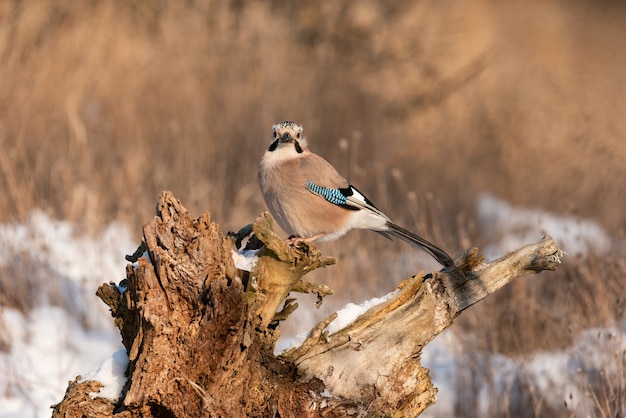 Portrait of a Eurasian jay in a snow-covered forest Garrulus glandarius.