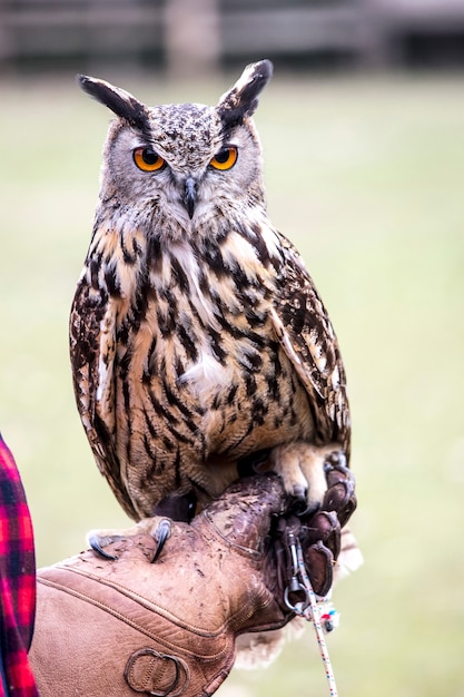 Portrait of european owl on glove