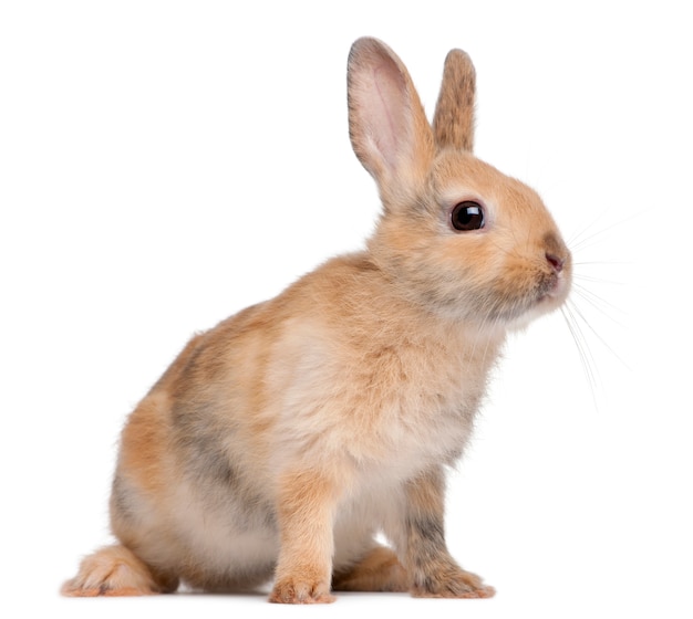 Portrait of a European Rabbit, Oryctolagus cuniculus, sitting