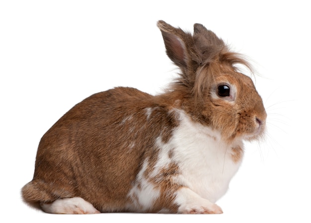 Portrait of a European Rabbit, Oryctolagus cuniculus, sitting