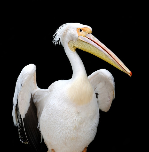 Portrait of a European white pelican