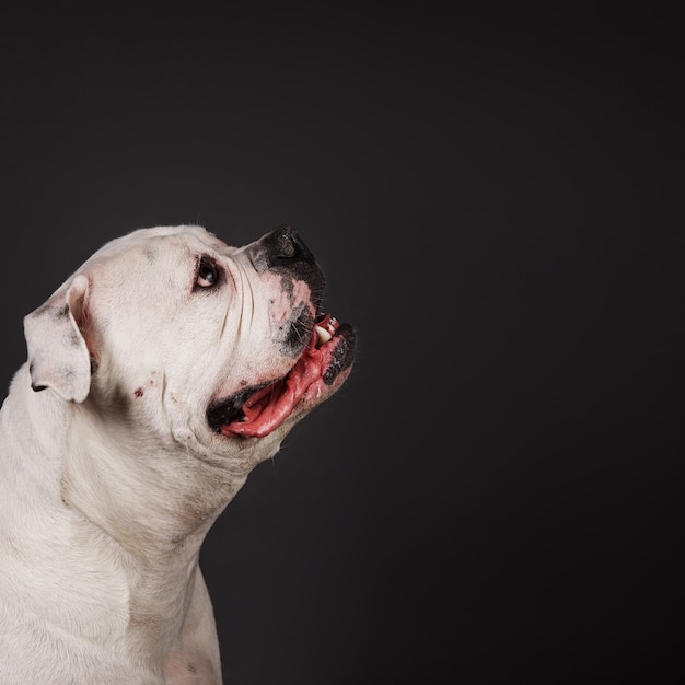 Portrait of excited, bully dog portrait on a dark grey