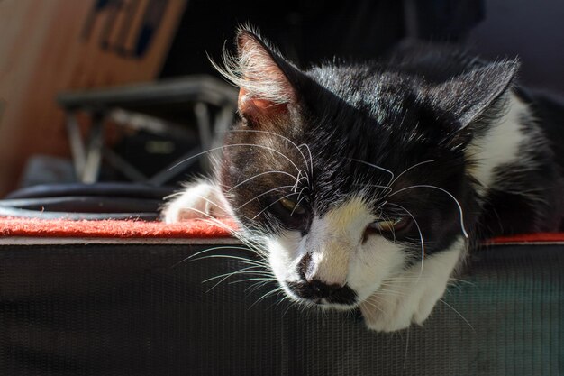 Portrait of the face and a relaxed black and white cat