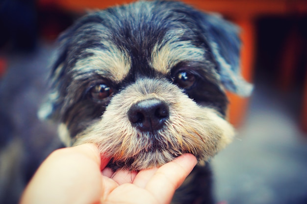 Foto cane di capelli neri di shihtzu del fronte del ritratto che guarda con il fondo della sfuocatura