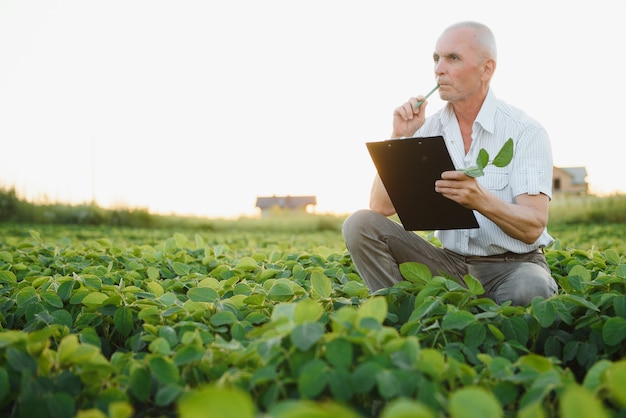 Portrait of farmer in soybean field examining crop at sunset