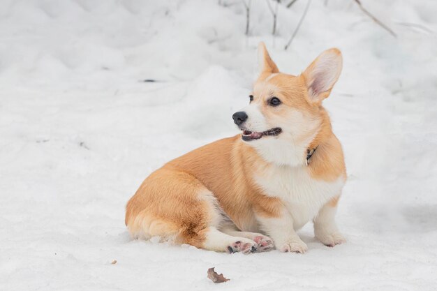 The portrait of a fawn and white Welsh Corgi Pembroke dog posing outdoors standing in a deep snow