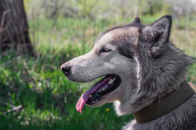 Portrait of a female Alaskan Malamute dog