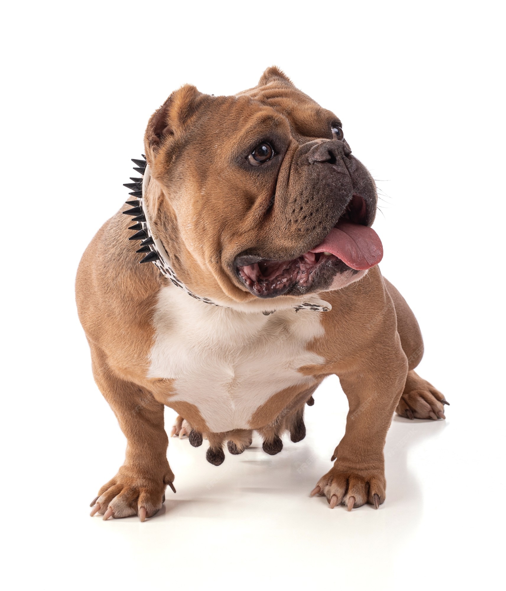 American bully dog hi-res stock photography and images - Alamy