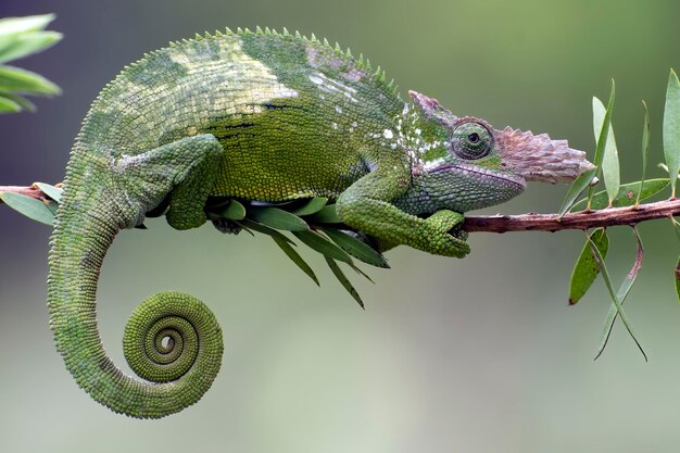 a portrait of female  fischer chameleon