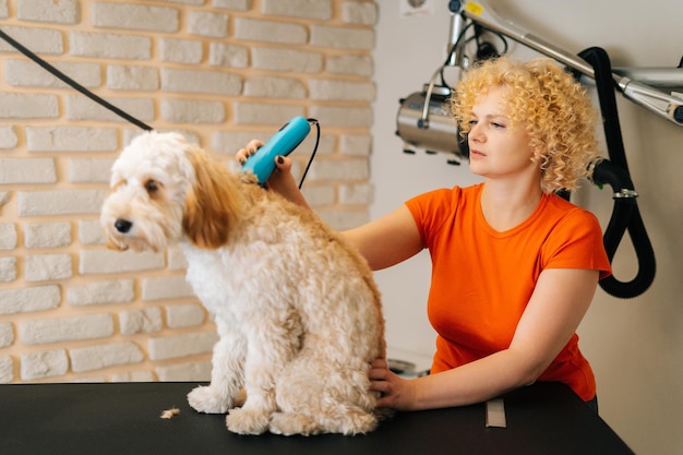 Portrait of female groomer cutting adorable curly dog Labradoodle by haircut machine for animals at table in grooming salon. Purebred labrador retriever pet getting haircut with shaving machine.