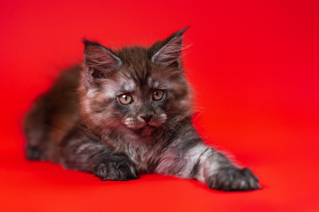 Portrait of female kitten american forest coon of color black smoke lying down on red background wit...