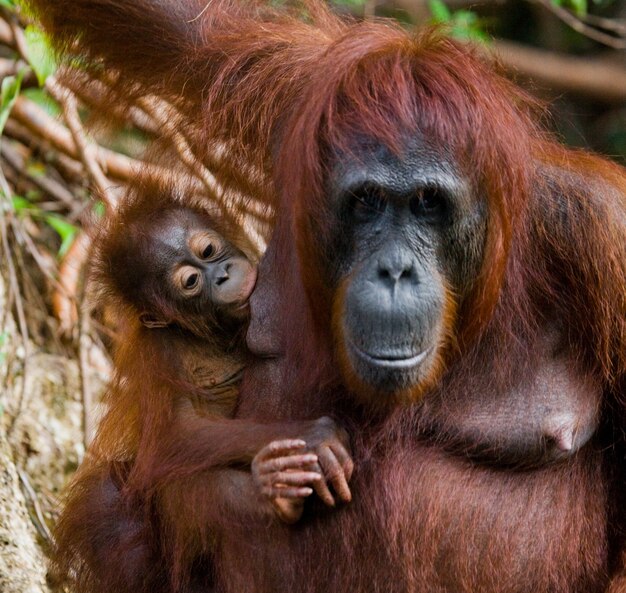 Portrait of a female orangutan with a baby in the wild. Indonesia. The island of Kalimantan (Borneo).