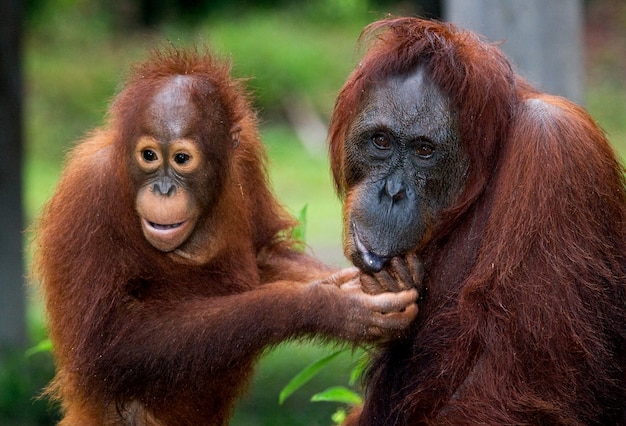 Portrait of a female orangutan with a baby in the wild. Indonesia. The island of Kalimantan (Borneo).