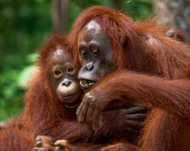 野生の赤ちゃんと女性のオランウータンの肖像画。インドネシア。カリマンタン島（ボルネオ）。