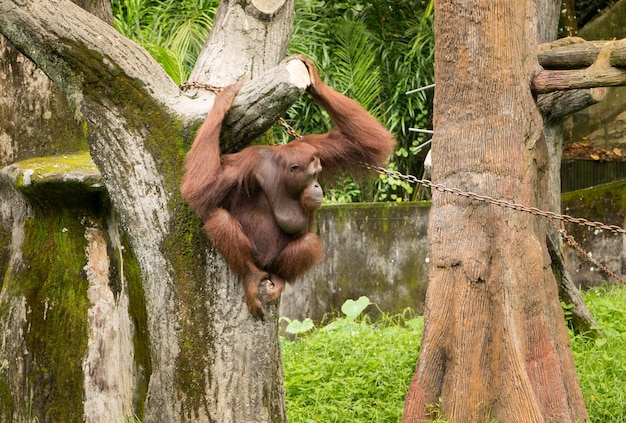 Portrait female orangutan with hanging pose