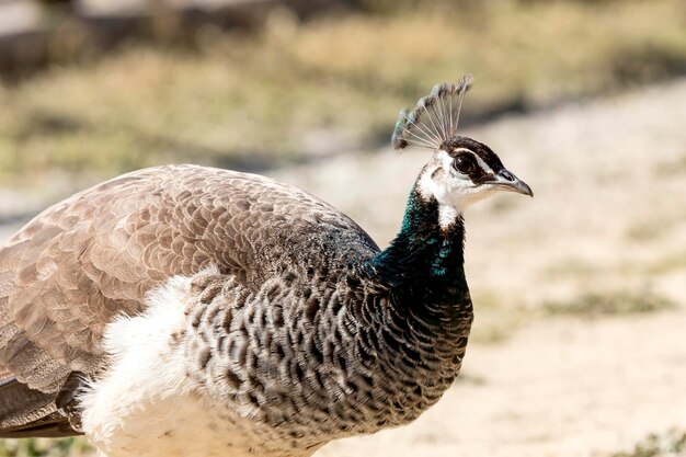 Portrait of a female peacock closeup