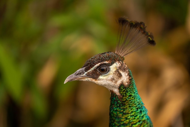 Portrait of a female peacock in Turkey