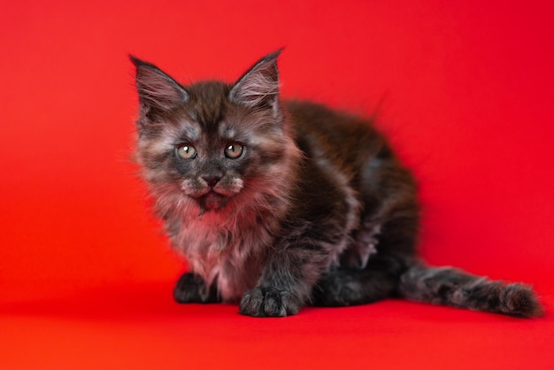 Portrait of female pussycat maine shag of color black smoke two months old lying down on red backgro