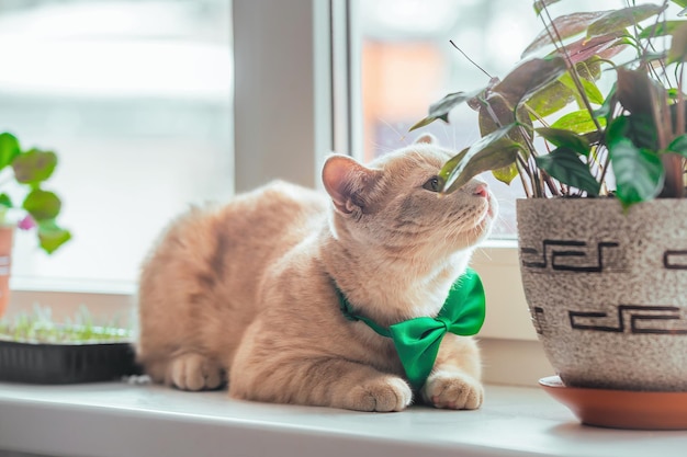 portrait of a festive cat with a green butterfly on his neck near a flower pot