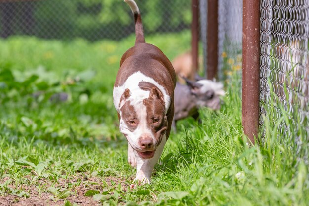 Portrait of fighting dogs for a walk in the park. Bull