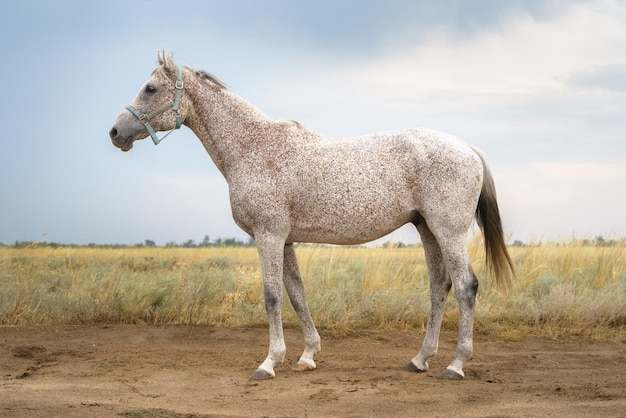 ノミにかまれた灰色のアラビアのサラブレッド馬の肖像画