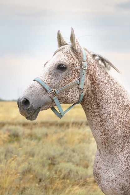 Портрет серой арабской чистокровной лошади, укушенной блохами
