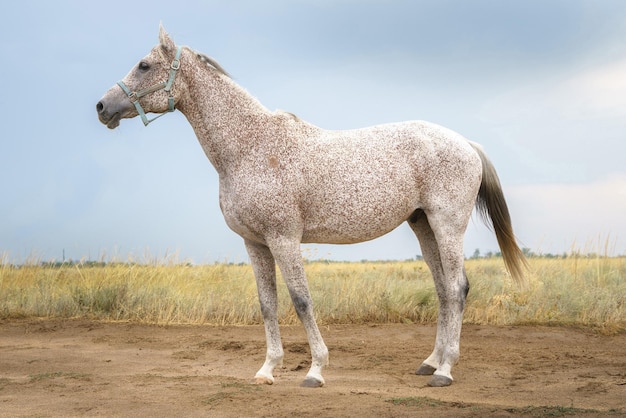 Foto ritratto di cavallo purosangue arabo grigio morso dalle pulci