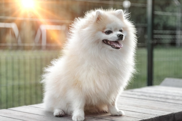 Photo portrait of fluffy puppy of small german pomeranian on dog playground. white funny little german spitz dog playing on walk in nature, outdoors. pet love concept. copy space for site