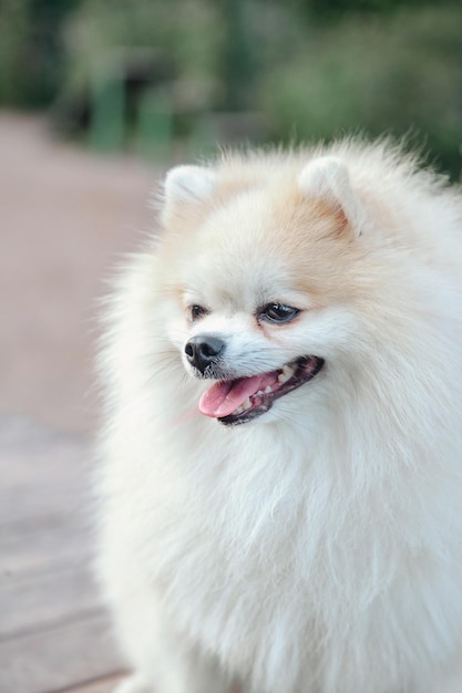 Portrait of fluffy puppy of Small German Pomeranian on dog playground. White funny little German Spitz dog playing on walk in nature, outdoors. Pet love concept. Copy space for site