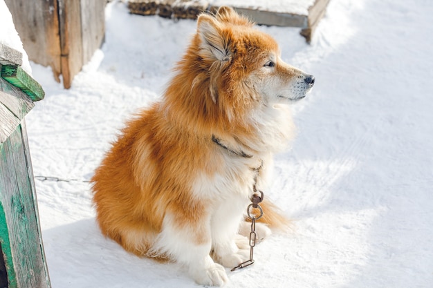 雪のように見える冬の屋外でふわふわの赤い鎖で囲まれた犬の肖像画