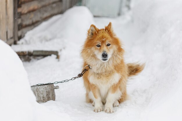 Portrait of fluffy red chained dog outdoors in winter on snow