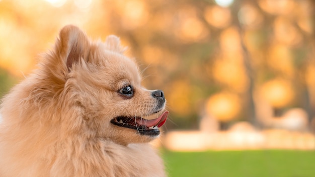 Portrait of a fluffy red dog Pomeranian German Spitz breed