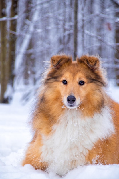 Photo portrait of a fluffy red sheltie in the winter forest