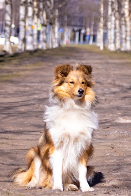 Portrait of a fluffy red sheltie