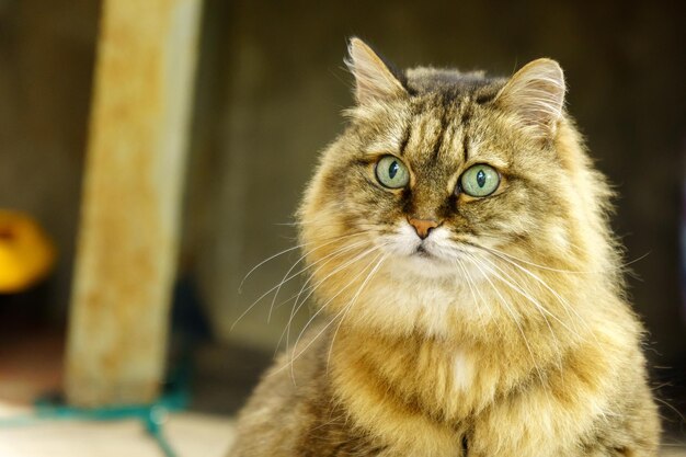 Portrait of a fluffy Siberian cat in closeup Selective focus Dark background