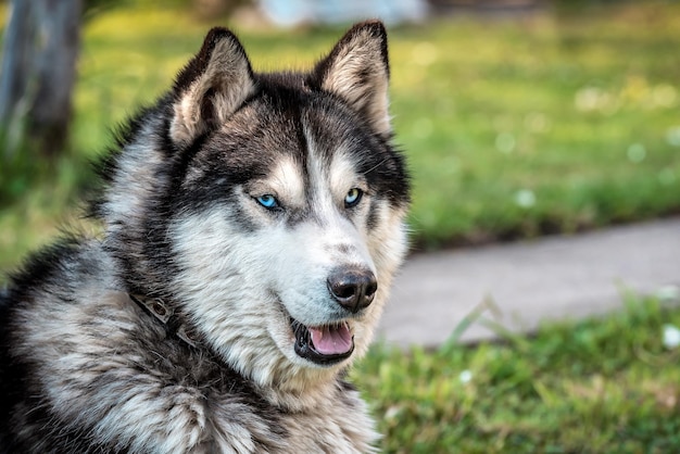 Portrait of fluffy siberian husky