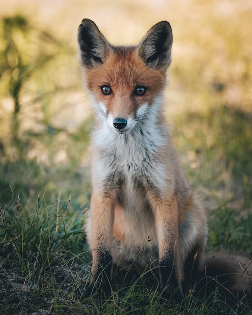 Portrait of a fox in the field