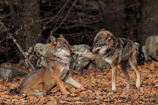 Foto ritratto di volpe sul campo