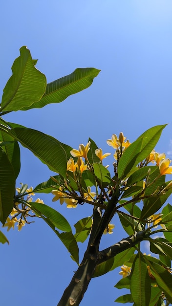 Photo portrait of a frangipani or plumeria tree