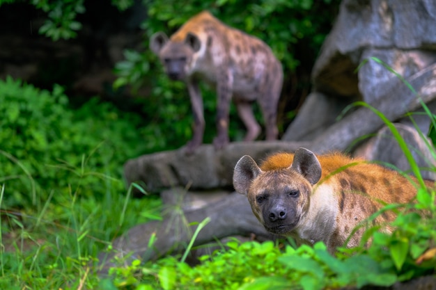 Portrait of free roaming african spotted hyena