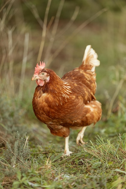 Portrait of a freerange hen on a farm