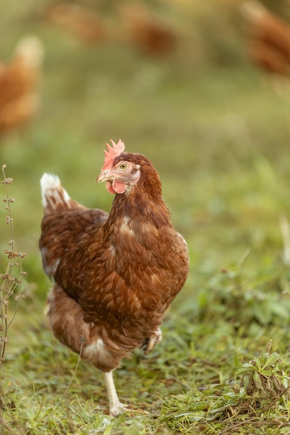 Portrait of a freerange hen on a farm